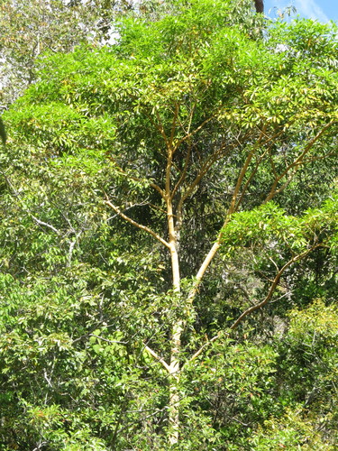 Vochysia haenkeana (Vochysia haenkeana)