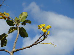 Tabebuia aurea