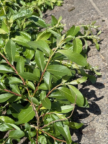 Salix gracilistyla, photograph 3