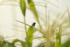 Lonchura leucogastroides