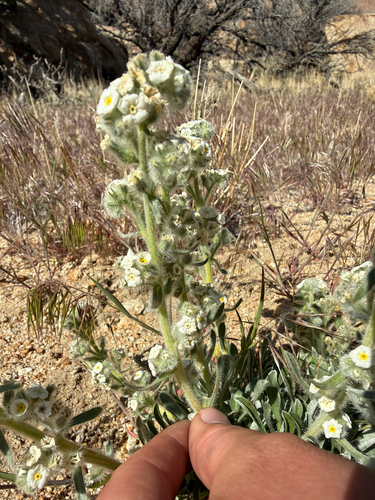 Cryptantha interrupta (Greene) Payson