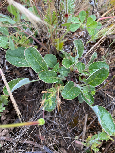 iNaturalist observation photo of Naked Buckwheat