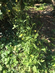 Lapsana communis communis