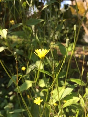 Lapsana communis communis