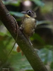 Bleda syndactylus