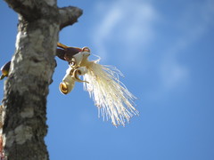 Pseudobombax longiflorum