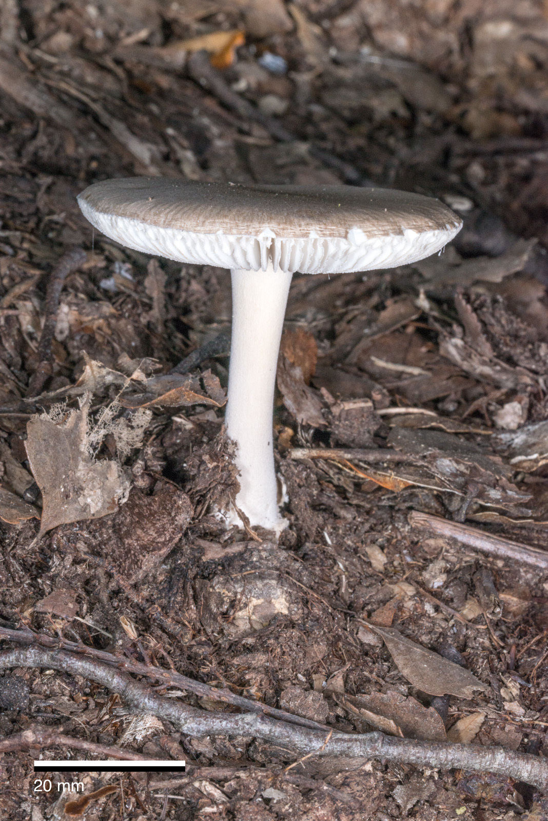 Amanita nehuta image