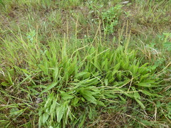 Plantago eriopoda