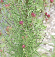 Liatris ligulistylis