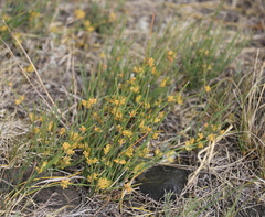 Ephedra monosperma