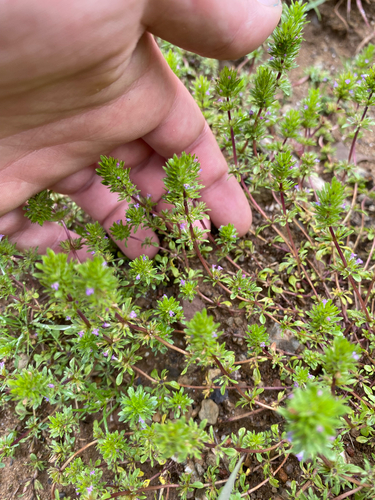 iNaturalist observation photo of thyme-leaved pogogyne
