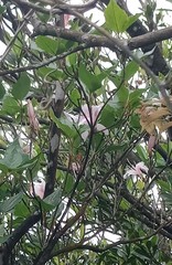 Rhododendron mariesii