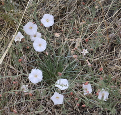 Convolvulus ammannii