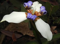 Trimezia gracilis