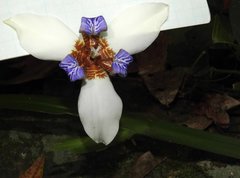 Trimezia gracilis