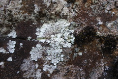 Lepraria normandinoides