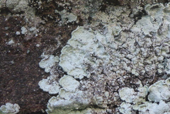 Lepraria normandinoides