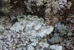 Lepraria normandinoides