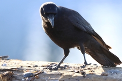 Corvus brachyrhynchos caurinus