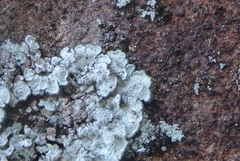 Lepraria normandinoides