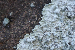 Lepraria normandinoides