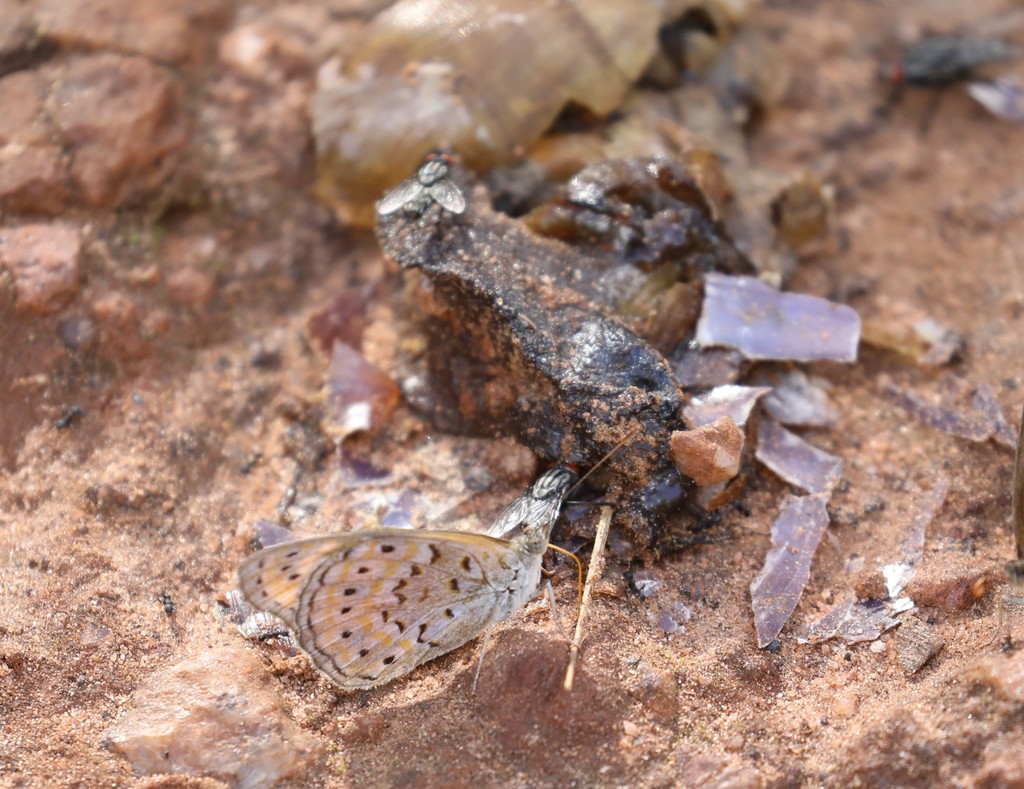 Sevenia trimeni