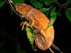 Calumma crypticum