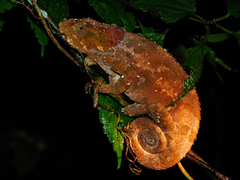 Calumma crypticum