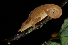Calumma crypticum
