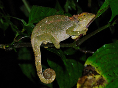 Chamaeleonidae
