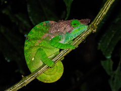 Calumma oshaughnessyi