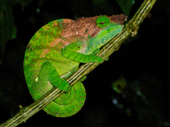 Calumma oshaughnessyi