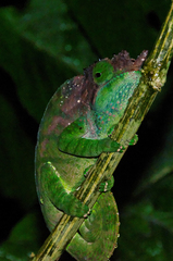 Calumma oshaughnessyi