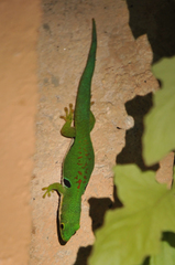 Phelsuma quadriocellata