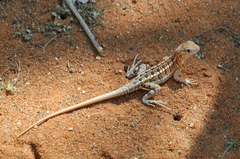 Chalarodon madagascariensis