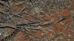 Madagascarophis colubrinus