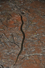 Madagascarophis colubrinus