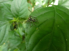 Salticidae