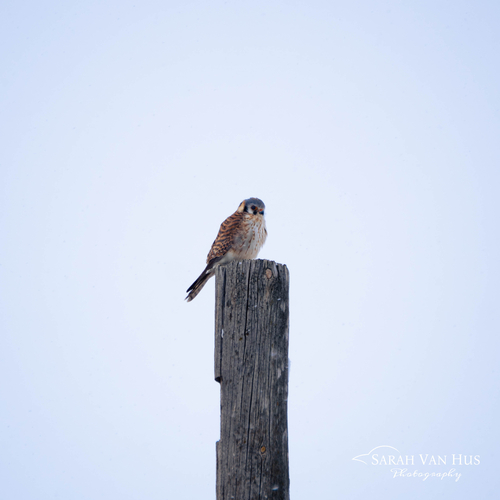 American Kestrel