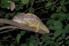 Furcifer verrucosus