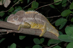 Furcifer verrucosus