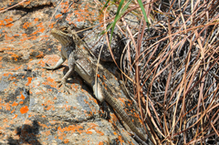 Oplurus quadrimaculatus