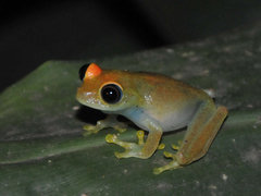 Boophis viridis