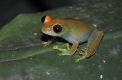 Boophis viridis