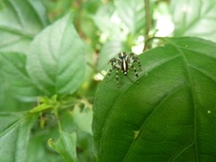 Salticidae