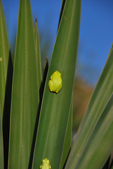Heterixalus boettgeri