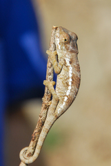 Chamaeleonidae
