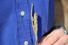 Chamaeleonidae
