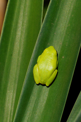 Heterixalus boettgeri