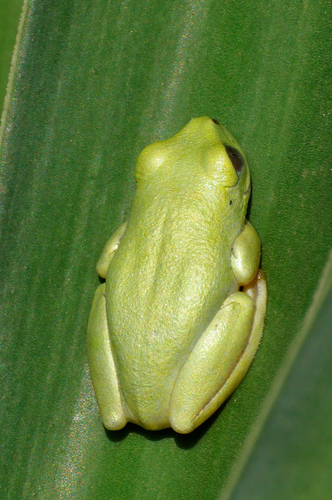 Boettger's Reed Frog, Heterixalus boettgeri